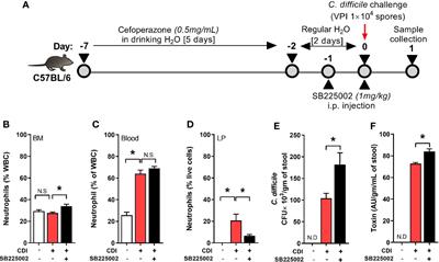 Leptin Receptor q223r Polymorphism Influences Clostridioides difficile Infection-Induced Neutrophil CXCR2 Expression in an Interleukin-1β Dependent Manner